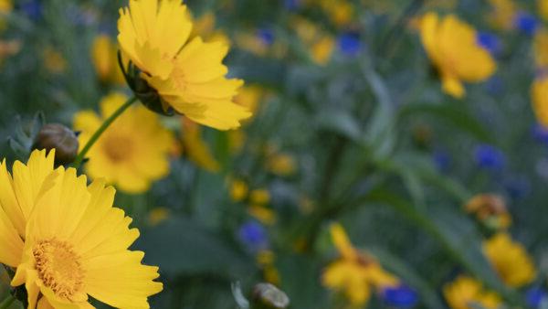 Flowers on campus